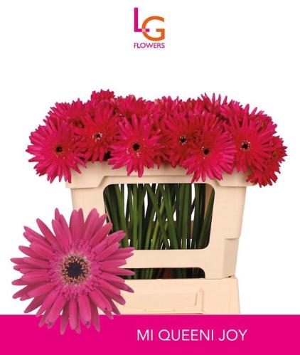 Gerbera mini Queeni Joy