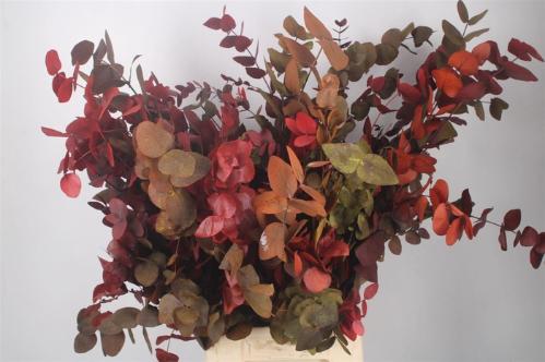 Eucalyptus cinerea kleurbehandeld per bos H%