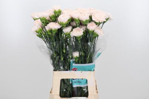 Dianthus standaard Brut