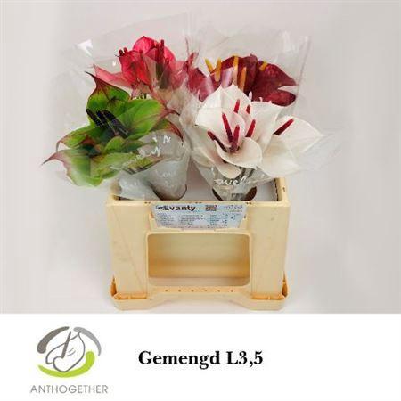 Anthurium Andreanum Grp Love Collectie