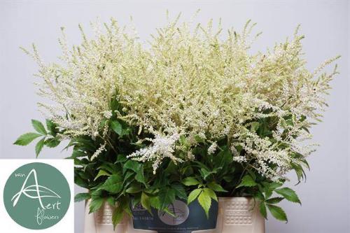 Astilbe Japonica Grp 'Whasingthon'