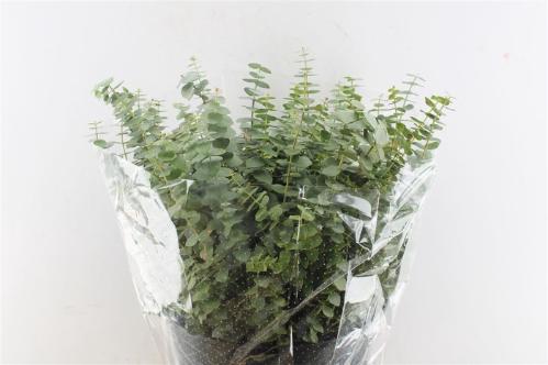 Eucalyptus per bos 'Baby Blue'