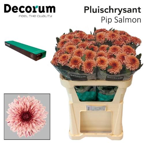 Chrysanthemum Indicum Grp geplozen Pip Salmon