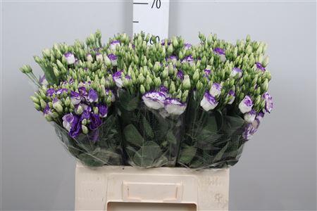 Eustoma russellianum gevuldbloemig 'Rosita Blue Picotee'