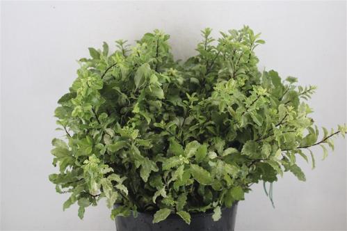 Pittosporum overig