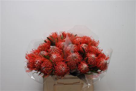 Leucospermum cordifolium 'Tango'