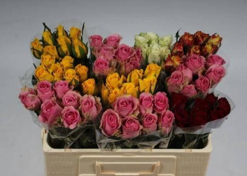 Rosa kleinbloemig gemengd in fust