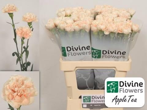 Dianthus standaard 'Apple Tea'