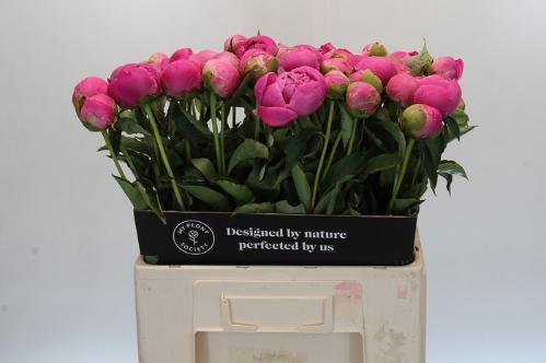 Paeonia Lactiflora Grp 'Jacorma'