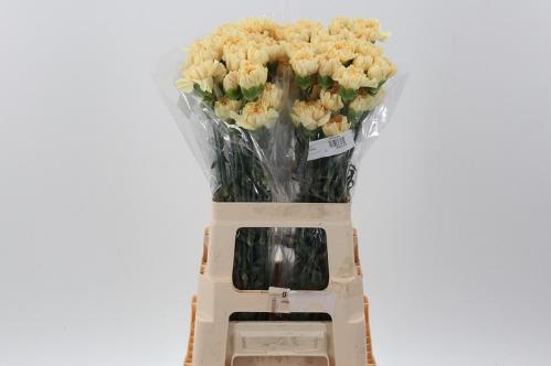 Dianthus standaard overig