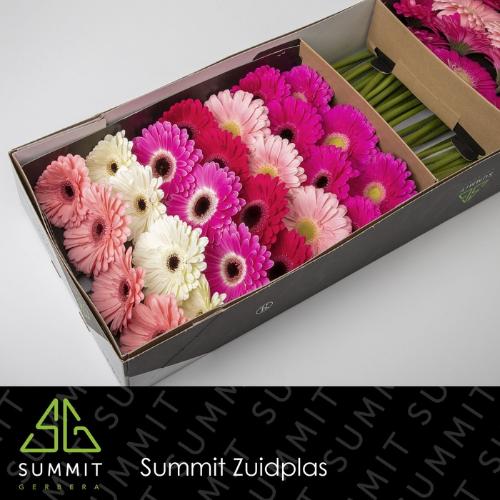 Gerbera grootbloemig gemengd