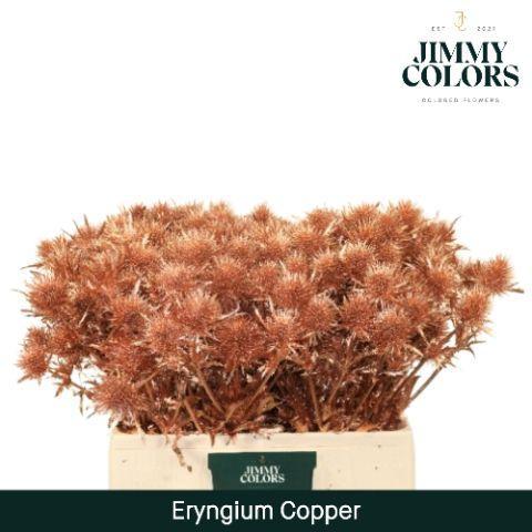 Eryngium planum kleurbehandeld H%