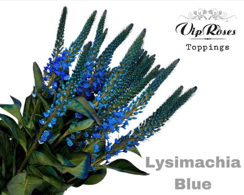 Lysimachia 'Elisabeth'