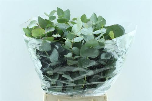 Eucalyptus per bos cinerea
