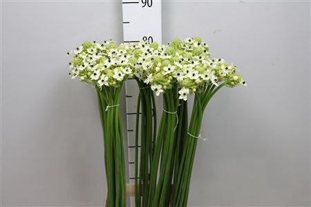 Ornithogalum saundersiae