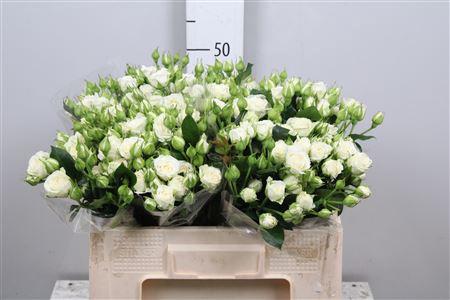 Rosa tros Josephine