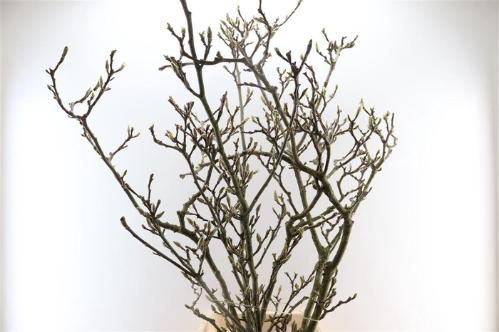 Magnolia grandiflora