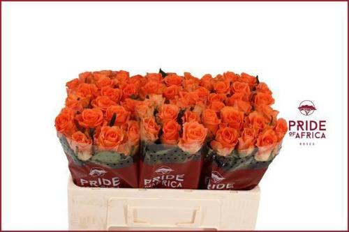 Rosa grootbloemig On Fire