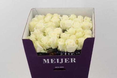 Rosa grootbloemig Avalanche+