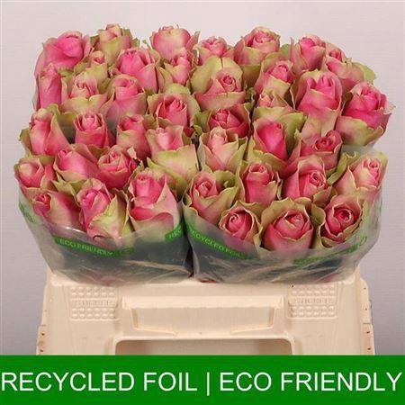 Rosa grootbloemig Bellevue