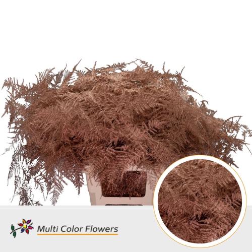 Asparagus overig kleurbehandeld H%