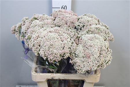 Ozothamnus 'Cooks Snow White'