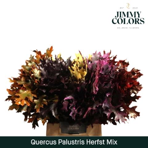 Quercus palustris kleurbehandeld H%