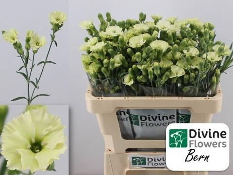 Dianthus Solomio Bern
