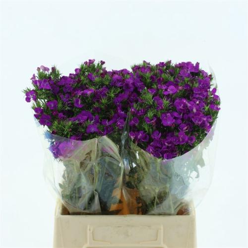 Dianthus barbatus 'Amazon Neon Purple'