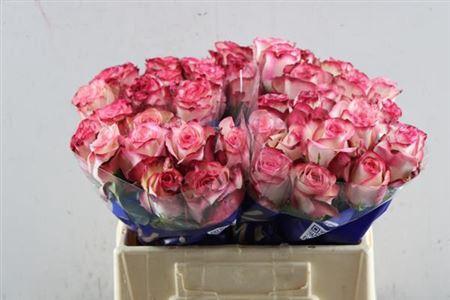 Rosa grootbloemig Paloma