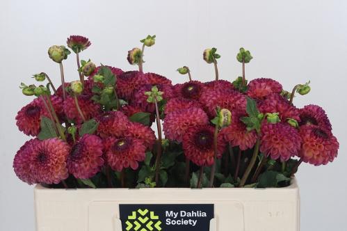 Dahlia overig