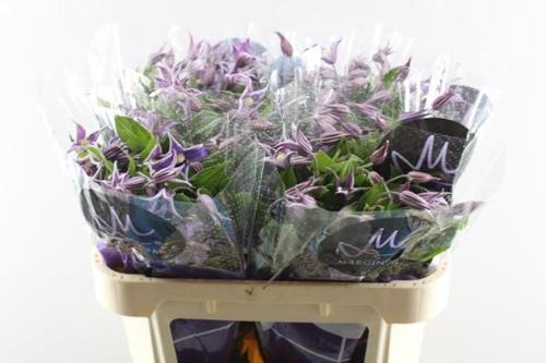 Clematis Amazing Rome