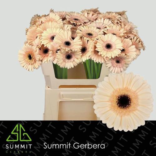 Gerbera mini Espresso