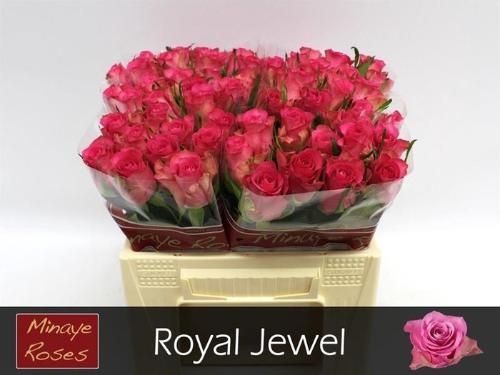 Rosa grootbloemig Royal Jewel