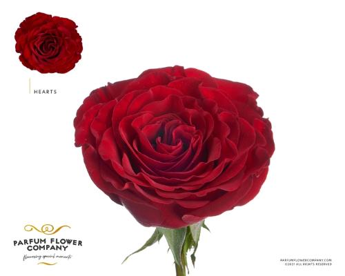 Rosa grootbloemig Hearts