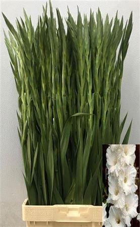 Gladiolus grootbloemig 'Serena'
