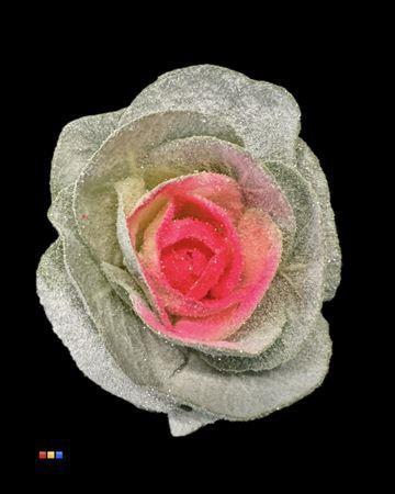 Brassica oleracea kleurbehandeld H%