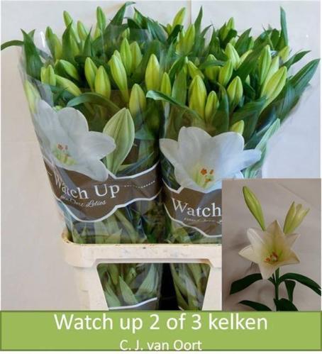 Lilium longiflorum 'Watch Up'