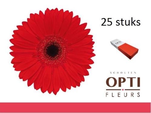 Gerbera grootbloemig 'Blinddate'