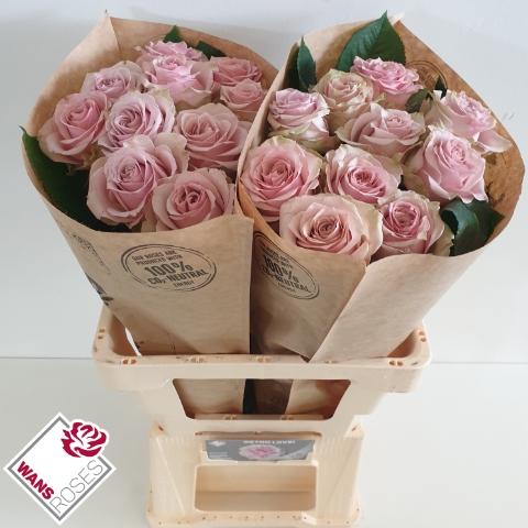 Rosa grootbloemig Retro Love!