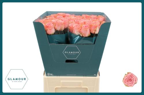 Rosa grootbloemig Sophia Loren