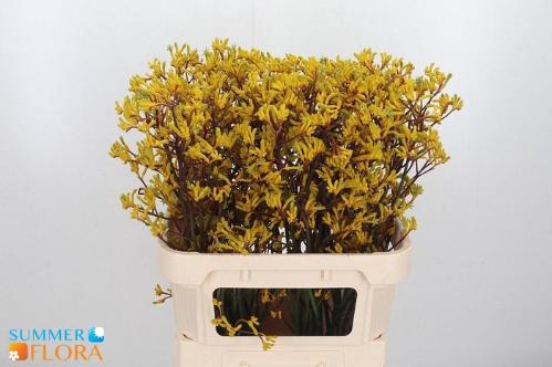 Anigozanthos 'Yellow Gem'