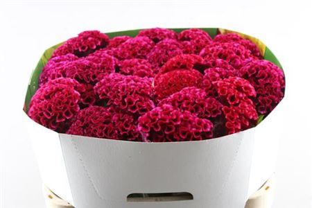 Celosia argentea Cristata Grp Wicked