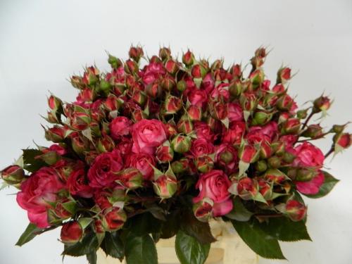 Rosa tros Sweet Donna Summerfield