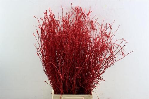 Betula kleurbehandeld H%