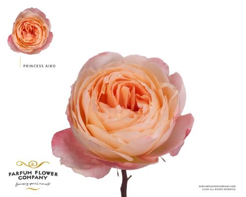 Rosa grootbloemig overig