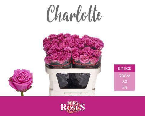 Rosa grootbloemig Tantau’s Charlotte