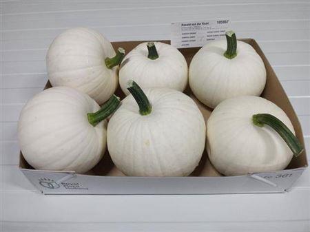 Siervruchten per stuk Cucurbita pepo 'Baby Boo'