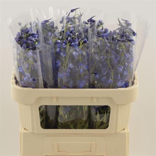 Delphinium enkelbloemig Deldonna Blue