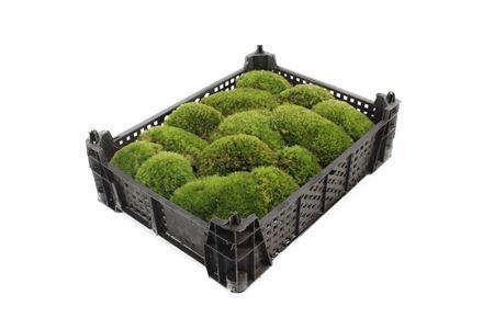 Leucobryum glaucum